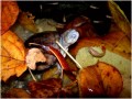 9 Aquarium Van Herfstbladeren