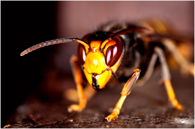 Met dit monster krijgen we binnenkort te maken Binnenland