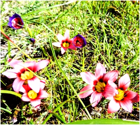 Dieren In De Lente Tienie Versfeld Wildflower Reserve Darling 2018 Alles Wat U Moet U7ie72txn0 Ounf4hb4u4