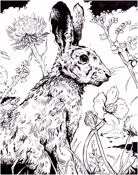 Dieren Kleurplaten original Ink Drawing Hare 10x8 Reserved B5vq52ktr5 Eusthmbacm
