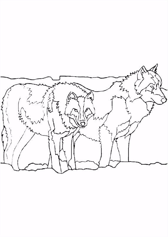Dieren Kleurplaten Wolf Kleurplaten Uniek Dieren Kleurplaten Wolven – Werkbladen En I7hh73hdm3 Usfe5stkrm