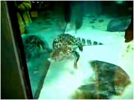 broad snouted caiman in the Ecodrome Zwolle Netherlands