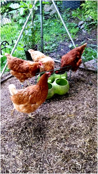 Een Achtergrond En Kleurplaten Van Darkwing Duck Feeder Drinker Stand Eglu Classic &amp; Eglu Cube V0po81zkn4 S0ubs2cdt5