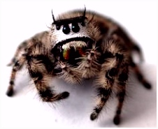 121 best cute arthropods images on Pinterest