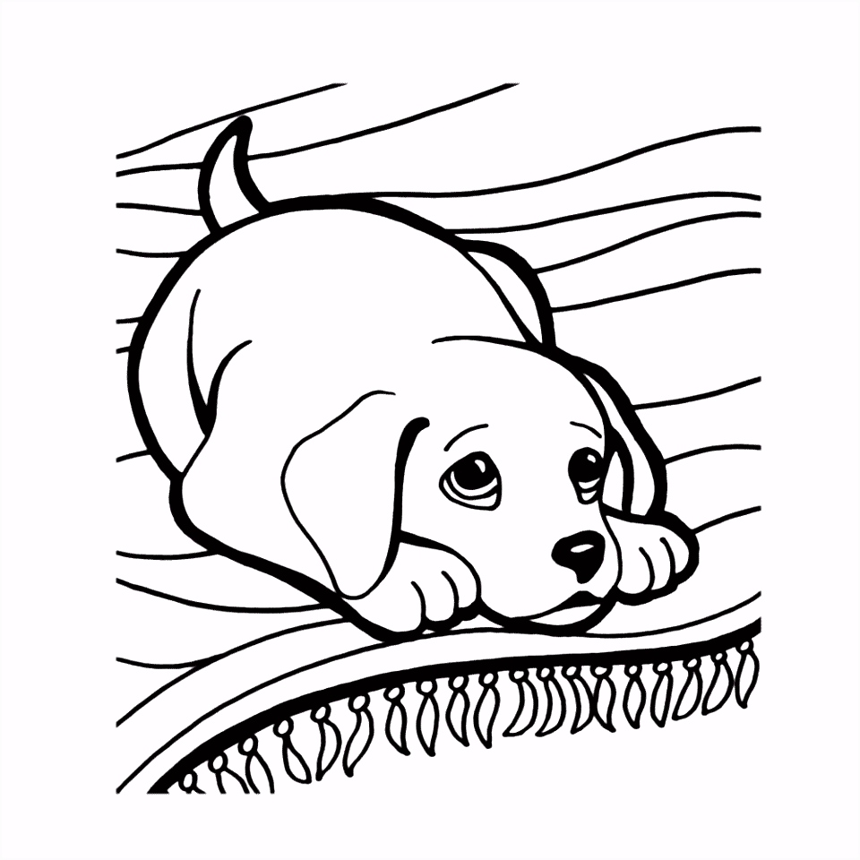 puppy op een vloerkleed color sheets Pinterest