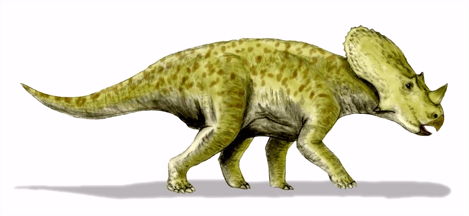 Brachyceratops
