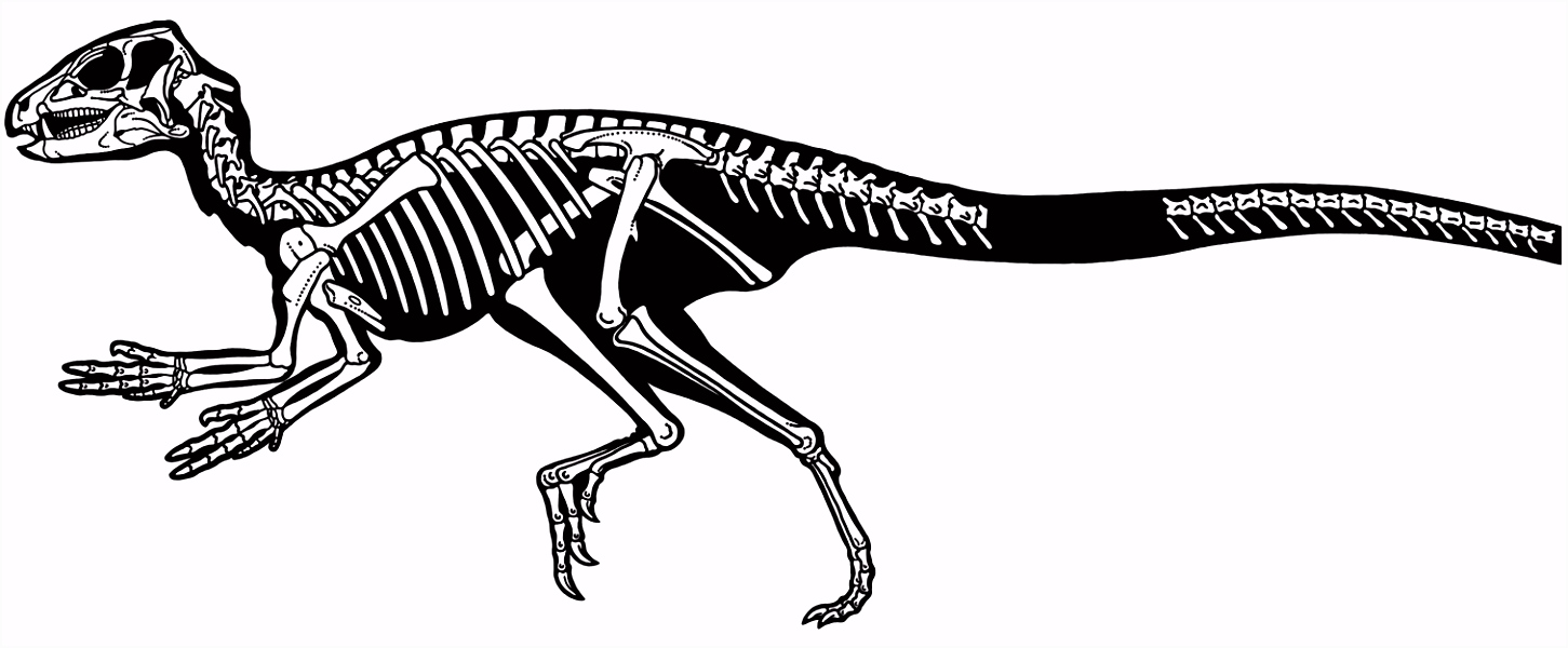 Taxonomy morphology masticatory function and phylogeny of
