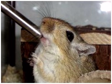 104 best Gerbils images on Pinterest
