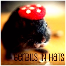 318 best Gerbils images on Pinterest