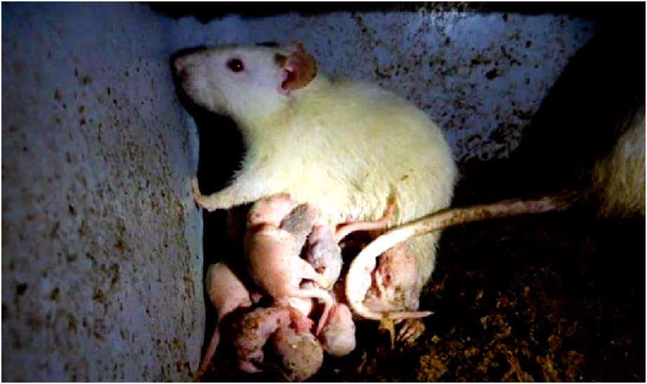 50 animals in “hellish” conditions at home of former Colorado