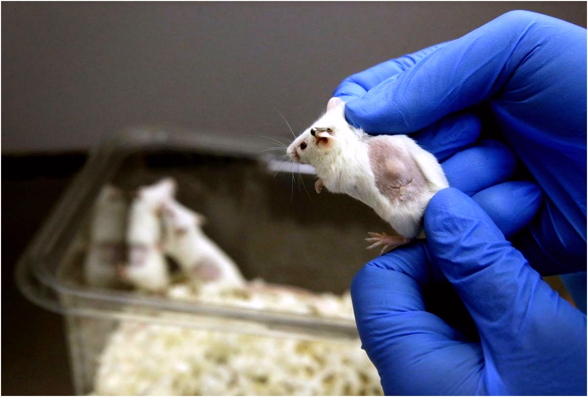 Cancer patients testing s on mouse avatars