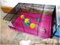 8 Gerbils