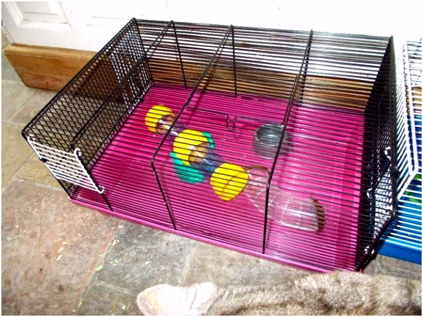 gerbil Local Classifieds Buy and Sell in Middlesbrough