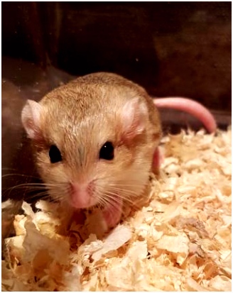 gerbils Rodents For Sale
