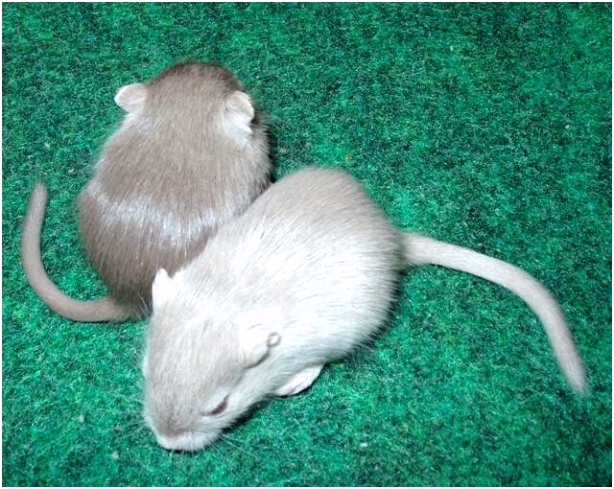 How to Clean a Gerbil Cage 10 Steps with wikiHow
