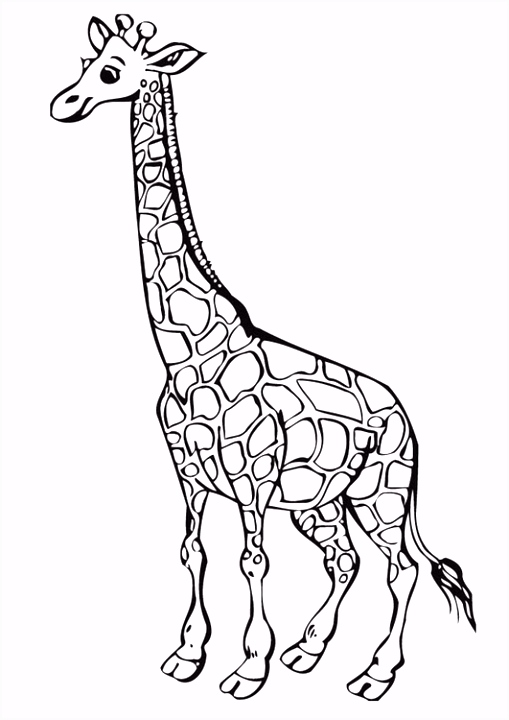 Kleurplaat giraf Afb