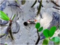 5 Het Jungle Boek Shanti