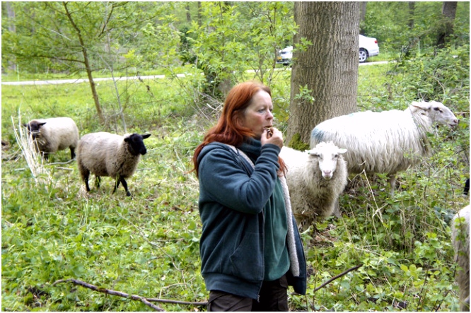 Heideschapen zorgen voor een rijker Emmelerbos