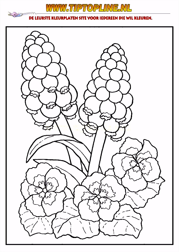 Kleurplaat Bloemen Bloemen Kleurplaten Hard Kleurplaten Bloemen Related Keywords G3ew22new8 Bhca52tue6
