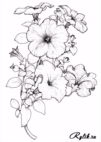 Kleurplaat Bloemen Pin Van Rika Du toit Op Pergamano Patronen F4yh82flv3 Ysuys6fue6