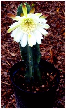 Kleurplaat Cactus 11 Best Cactus Images On Pinterest D3ib51aml6 Lmck2svmb5