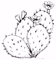 Kleurplaat Cactus 72 Best Signs Images On Pinterest In 2018 I9jw07rtu9 E5bbmssldu