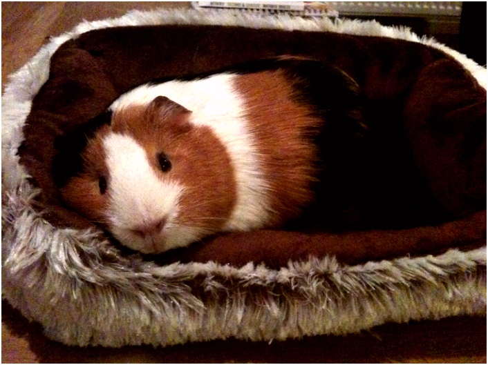 Kleurplaat Cavia Clemaub Idee N Over Kleurpagina S Voor Kinderen U3lw35zfw3 Z5mqmhhvgv