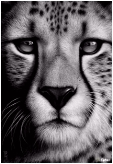 Kleurplaat Cheetah 1000 Best Art Projects Images On Pinterest B5by13sae4 M2bs26otw6