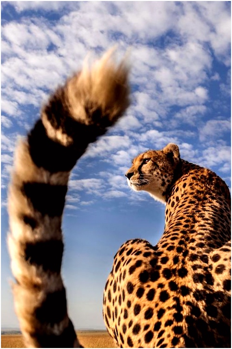 Kleurplaat Cheetah 78 Best Cheetah Images On Pinterest O8jx16vmu4 Iubh6seoes