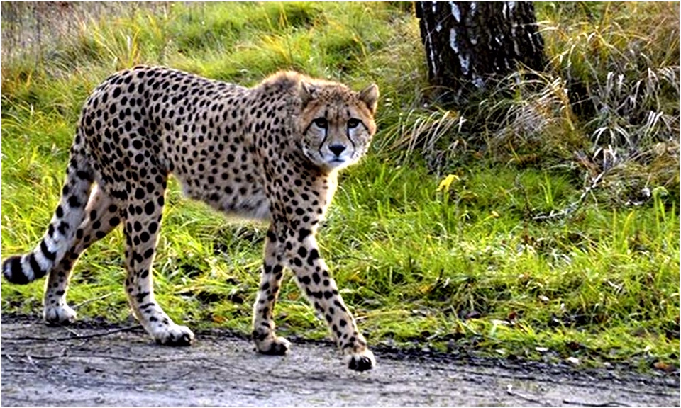 Kleurplaat Cheetah ÎÎ¸ÎµÎ Î±Î½ Î½Î± ÎºÎ¬Î½Î¿ÏÎ½ ÏÎ¹Îº Î½Î¹Îº Î´Î¯ÏÎ Î± ÏÎµ… Î³Î±ÏÏÏÎ±ÏÎ´Î¿ÏÏ ÎÎµÎ½ Î¸Î± ÏÎ¿ Î¾Î±Î½Î±ÎºÎ¬Î½Î¿ÏÎ½ E3bo64blb3 Yhin04dtq2