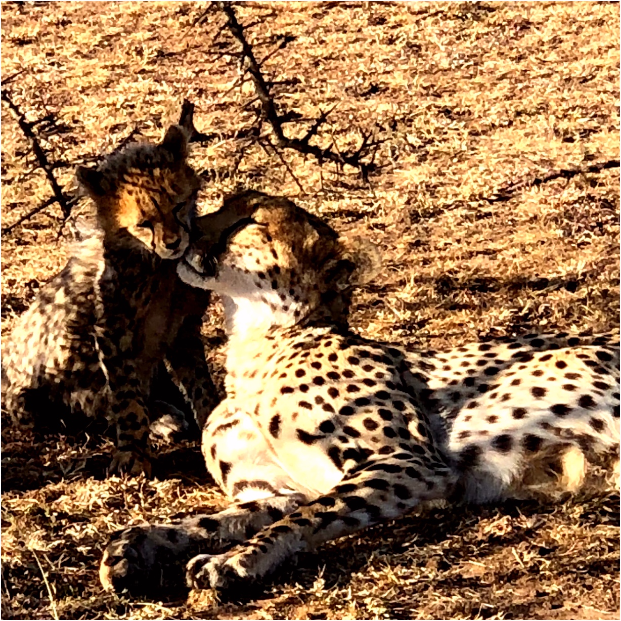 Kleurplaat Cheetah Porini Cheetah Camp Kenya Masai Mara National Reserve Campground K3ni34gut1 X6czm4h4s6
