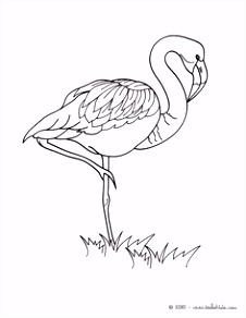 Kleurplaat Flamingo 49 Best Flamingos Images On Pinterest T4us71uzz5 Kmkg5uutf4