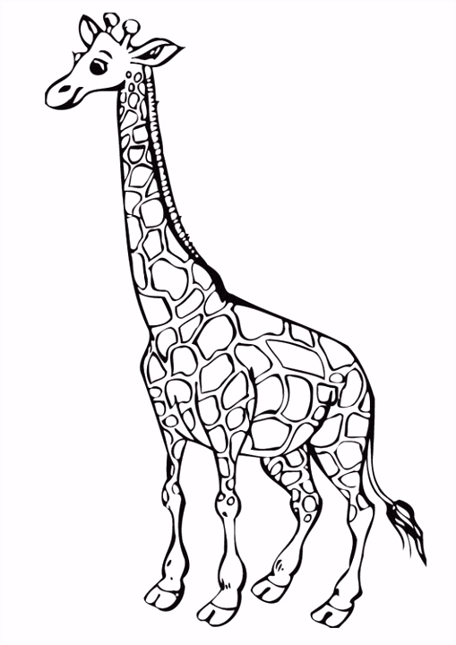 Kleurplaat Giraf Kleurplaat Giraffe Archidev L5eb22flb0 Tsrj2seht5