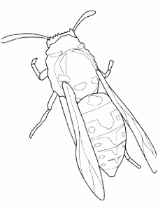 Kleurplaat Insecten 224 Best KukaiÅi Images On Pinterest In 2018 G2eg91hhr4 Hsuxsudkls