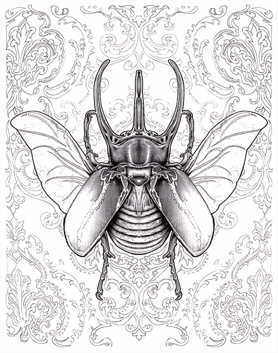 Kleurplaat Insecten Best 21 Bennet Klein Images On Pinterest W7yi22kpn2 Chubsuhlh0