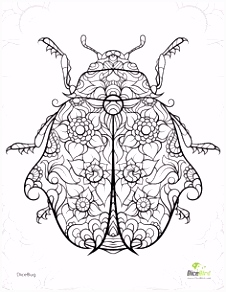 Kleurplaat Insecten the 254 Best Coloring Books Images On Pinterest In 2018 D2en76wct3 A4ykh2kls4