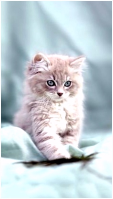 Kleurplaat Kittens 511 Best soft as A Kitten Images On Pinterest In 2018 W8uy40olk2 Bvohv2joav