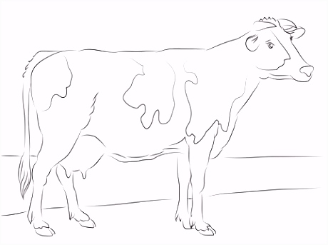 Kleurplaat Koe Holstein Koe Kleurplaat D9in54elf4 Bmdsssgjq6