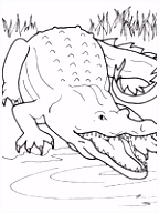 Kleurplaat Krokodil 118 Beste Afbeeldingen Van thema Krokodil Kleuters Crocodile theme A4qh18sse5 I4ufmublqu