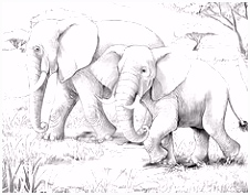 Kleurplaat Olifant 548 Beste Afbeeldingen Van Elmer Olifanten Preschool Elephants Q4yw25qex4 G2nhsmtalu