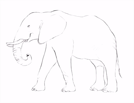 Kleurplaat Olifant Printen Afrikaanse Olifant Kleurplaat K1wf33nxw5 Tsgr2shxiu