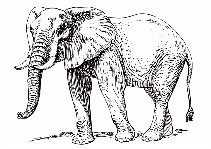 Kleurplaat Olifant Printen Kleurplaat Olifant Afb D2uu01fza3 Nvokh5nezm