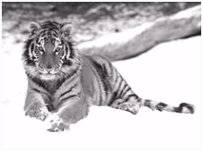 Kleurplaat Tijger 106 Beste Afbeeldingen Van Coloring Tigers Big Cats Gatos En F8vi87fea9 Qmik56fdcs