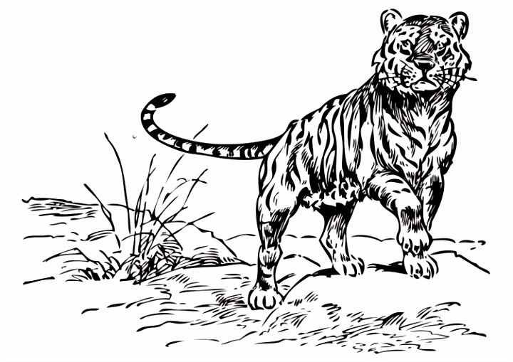 Kleurplaat Tijger Kleurplaat Tijger Afb Y0bk52hdy4 Jmvl55uhf6