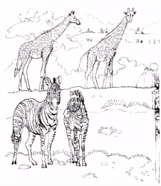 Kleurplaat Wilde Dieren 198 Beste Afbeeldingen Van Dieren[dag] Kleurplaten Coloring J6rv02sgb8 Tmykssegt4