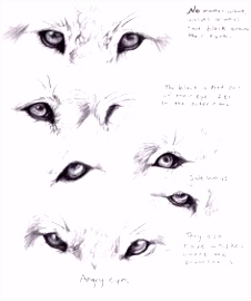 Kleurplaat Wolf 21 Best Draw Wolf Etc Images On Pinterest In 2018 T0ya50xhe8 Shivshoxws