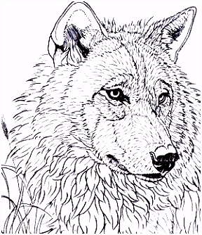 Kleurplaat Wolf 739 Best Yla Fauna Images On Pinterest Q1rc67nfr6 Ymaa0sgydu