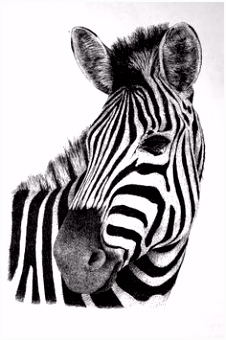 Kleurplaat Zebra 16 Best Drawings Images On Pinterest In 2018 Y5qf32brl3 K5oyvvidgh
