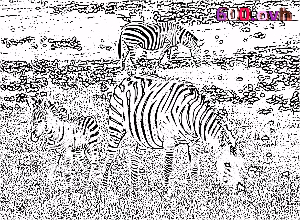 Kleurplaat Zebra Zebra Kleurplaten Beste Van Zebra Kleurplaten 600 Ovh – Werkbladen V5qz96osd7 Ymvv22jqg6