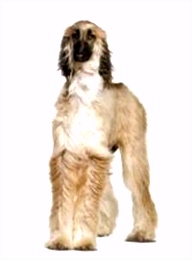 Kleurplaten Afghaanse Windhond Kleine Rashonden Overzicht Archidev Q5is41mqu2 T6nb6supks